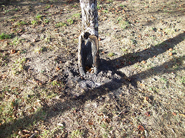 fruittrees burnt from inside2